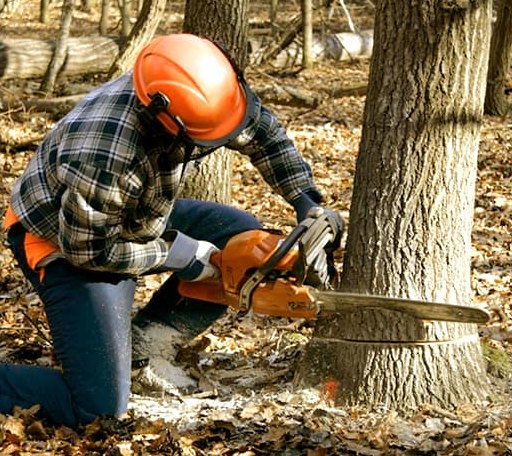 Tree Removal in Bahama, NC
